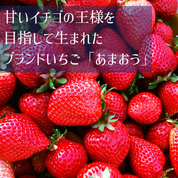甘いイチゴの王様を目指して生まれたブランドいちご「あまおう」